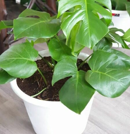 Monstera Deliciosa