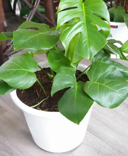 Monstera Deliciosa