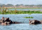 Taphe Guest Resort, Naivasha