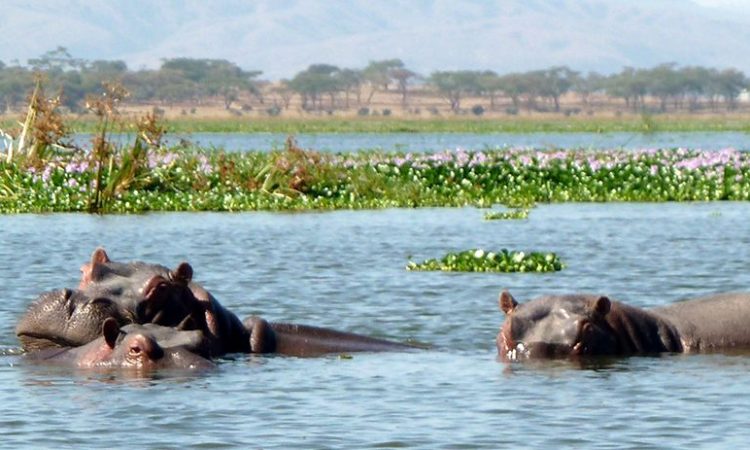 Taphe Guest Resort, Naivasha