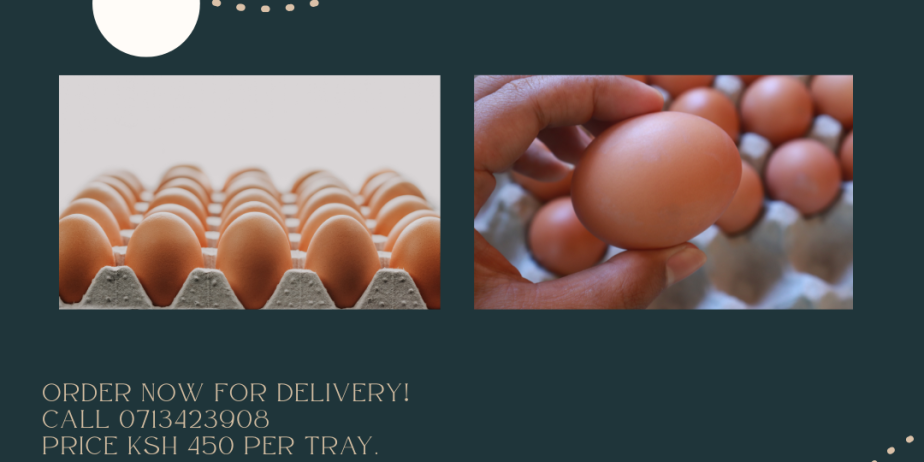 WilWin Farm fresh eggs. Get high quality eggs from our farm.