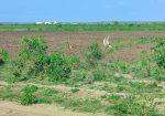 1 Acre Plots,  Malindi Gongoni