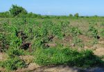 1 Acre Plots,  Malindi Gongoni