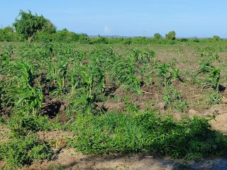 IMG_20250511_165256