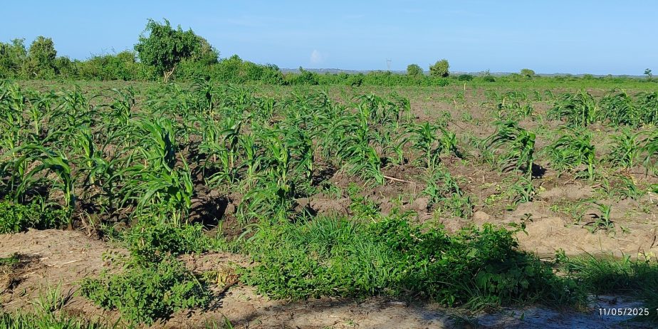 1 Acre Plots,  Malindi Gongoni