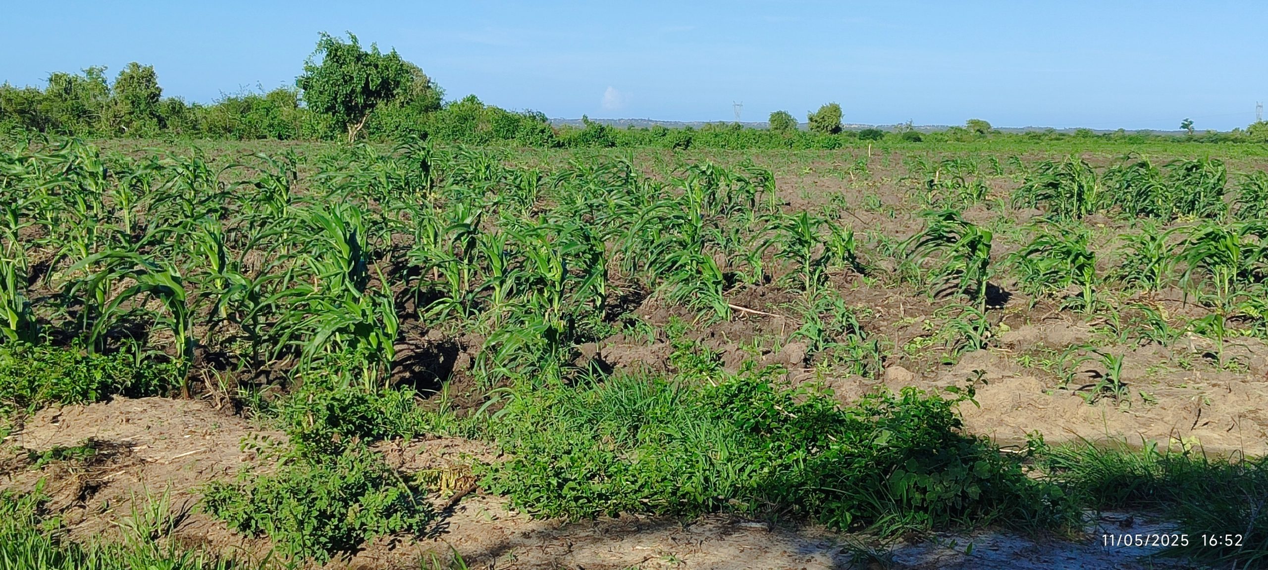 1 Acre Plots,  Malindi Gongoni