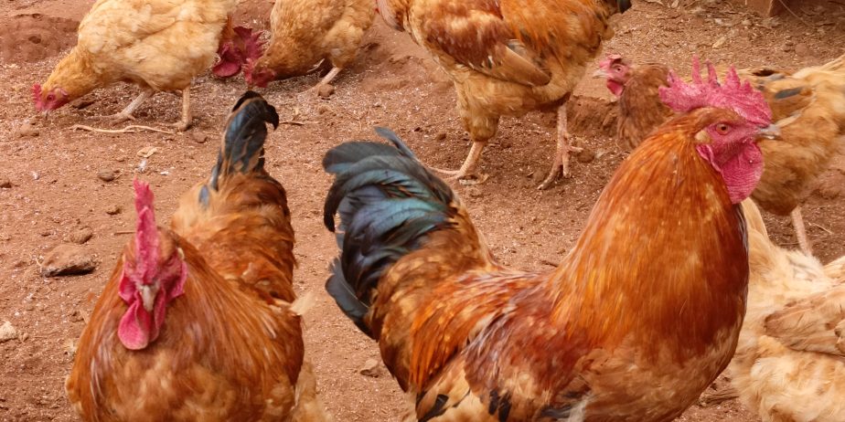 ‎Strong Sasso Cork (Rooster) for Sale – 13 Months Old!