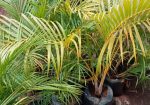 Variety of Fruit Tree Seedlings Available.