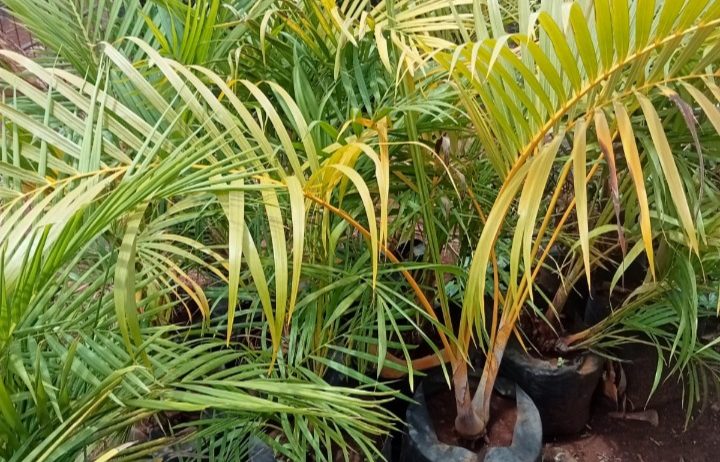 Variety of Fruit Tree Seedlings Available.
