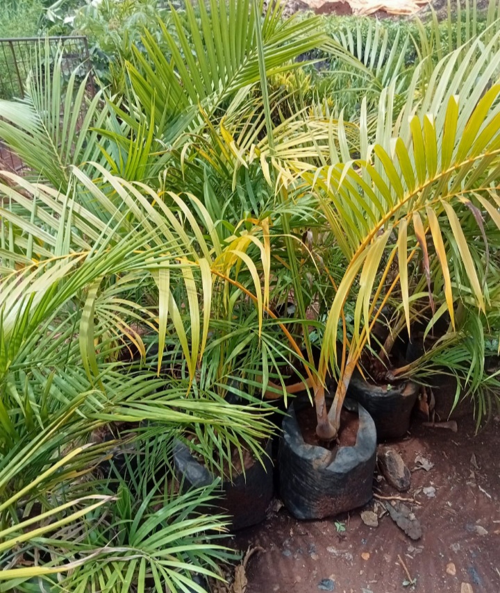 Variety of Fruit Tree Seedlings Available.