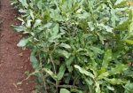 Variety of Fruit Tree Seedlings Available.