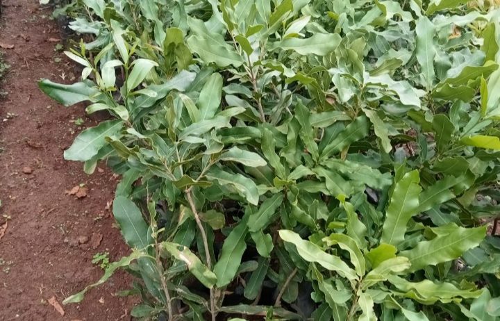 Variety of Fruit Tree Seedlings Available.
