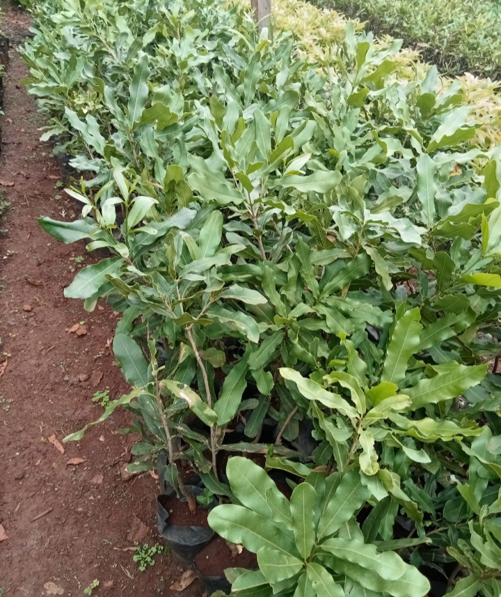 Variety of Fruit Tree Seedlings Available.