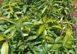 Variety of Fruit Tree Seedlings Available.