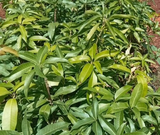 Variety of Fruit Tree Seedlings Available.