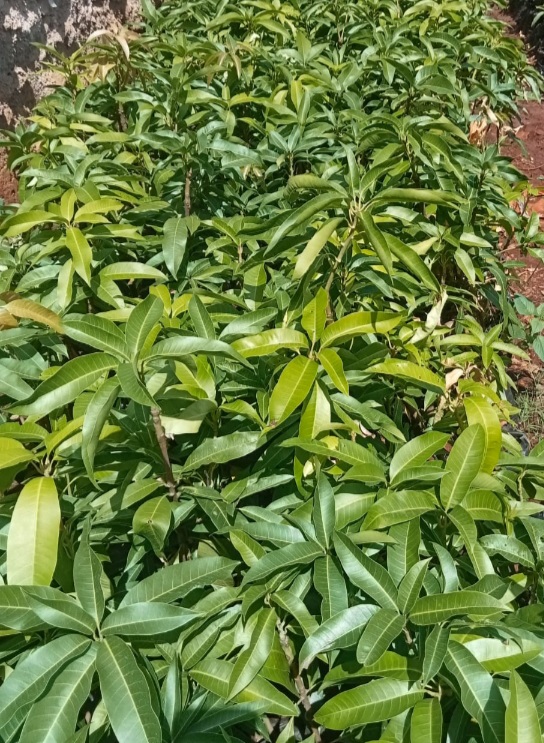 Variety of Fruit Tree Seedlings Available.