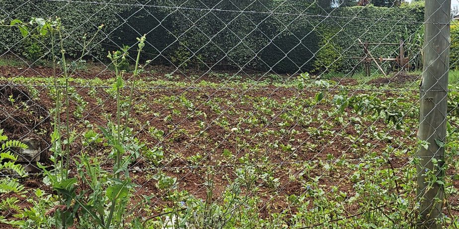 DAYKIO Bustani Residential 1/4 plot