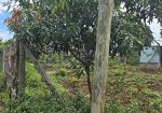 DAYKIO Bustani Residential 1/4 plot