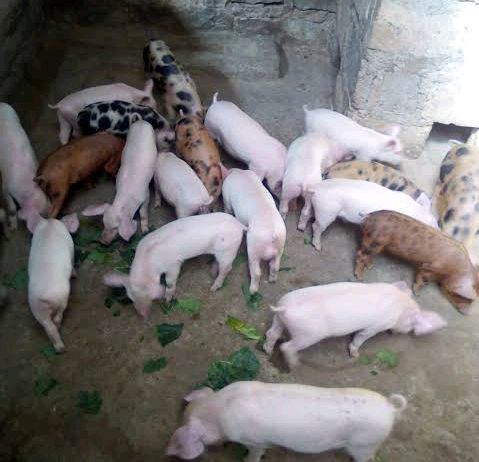 Piglets 3 Months old. Feeding very well